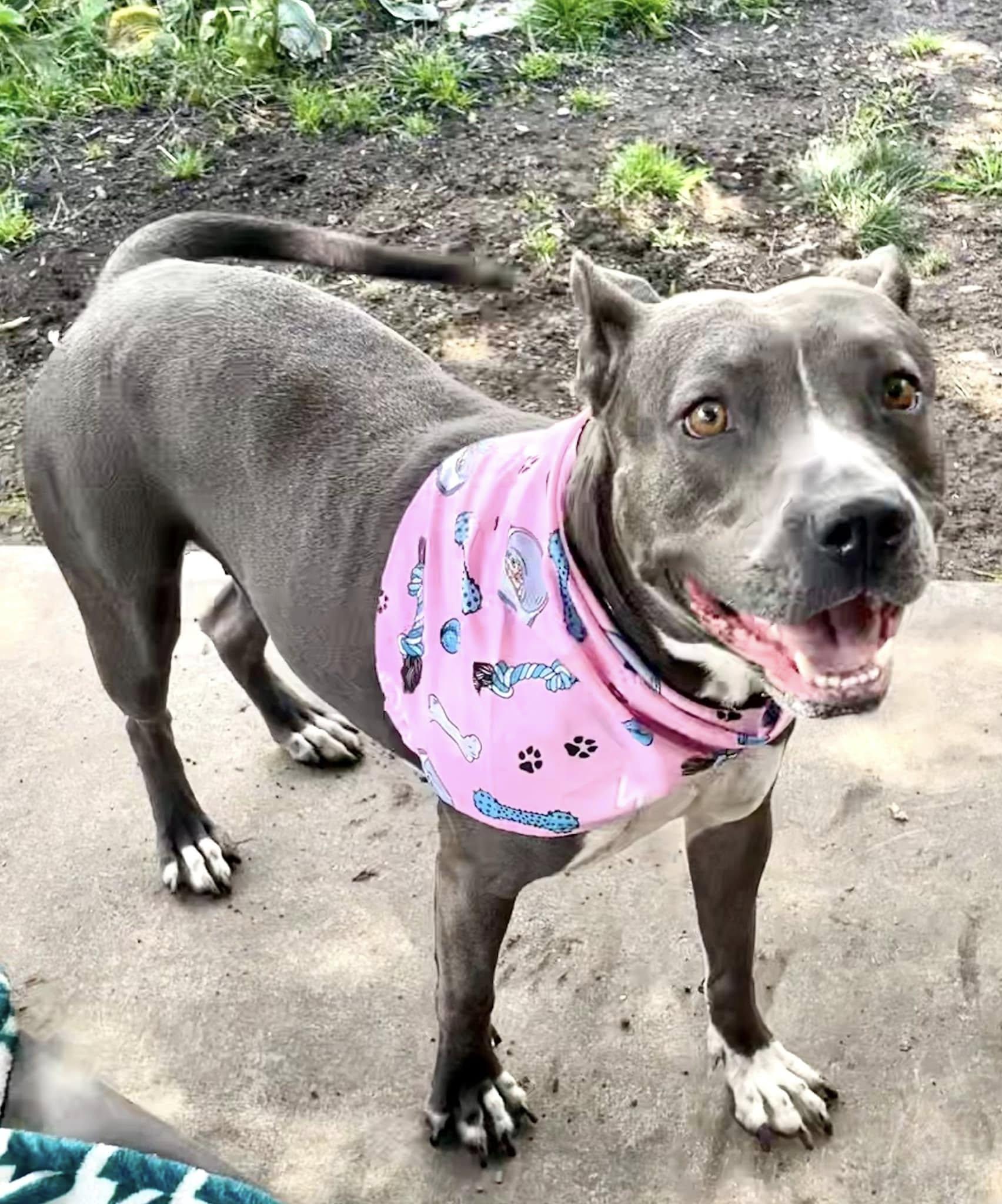 Enlarge Gracie, a Adoptable mixed breed in Farmingdale, NJ image 6/6