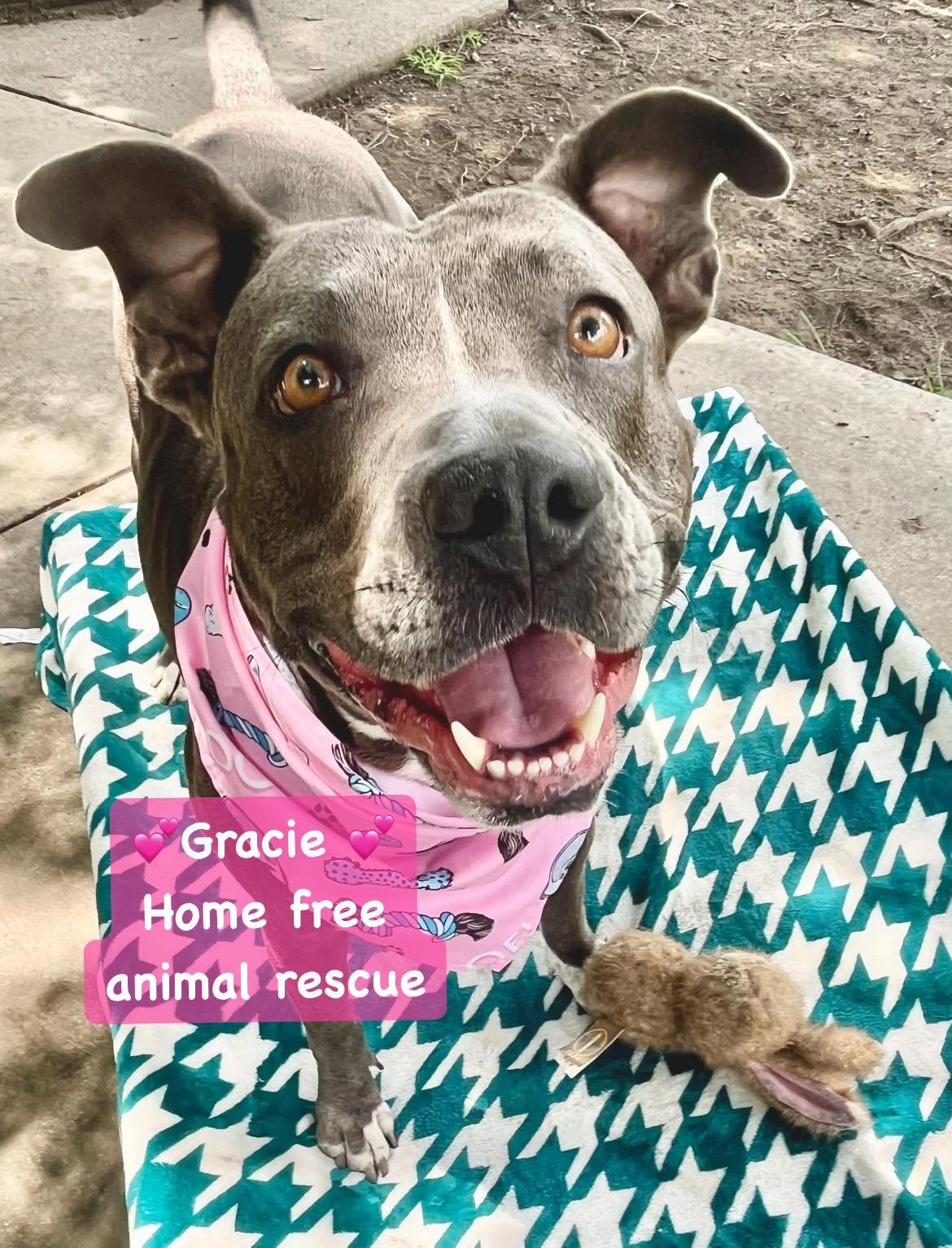 Gracie, Adoptable, Adult Female Pit Bull Terrier.