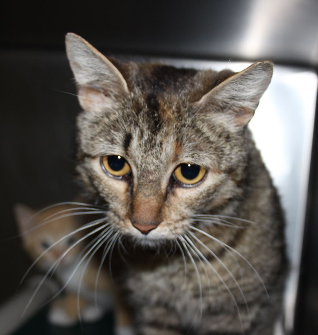Aleta, a Adoptable Domestic Short Hair in Stuart, VA image 1/2