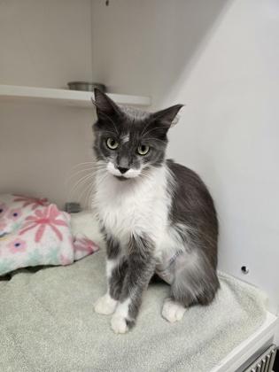 Cadance, Adoptable, Adult Female Domestic Medium Hair.