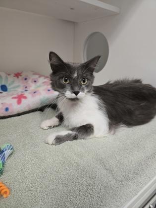 Enlarge Cadance, a Adoptable mixed breed in Harbor Springs, MI image 2/2