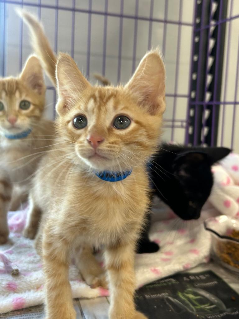 Tommy, Adopted, Kitten Male Domestic Long Hair.