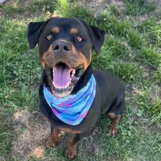 Marvin, a Adoptable Rottweiler in San Jose, CA image 1/2