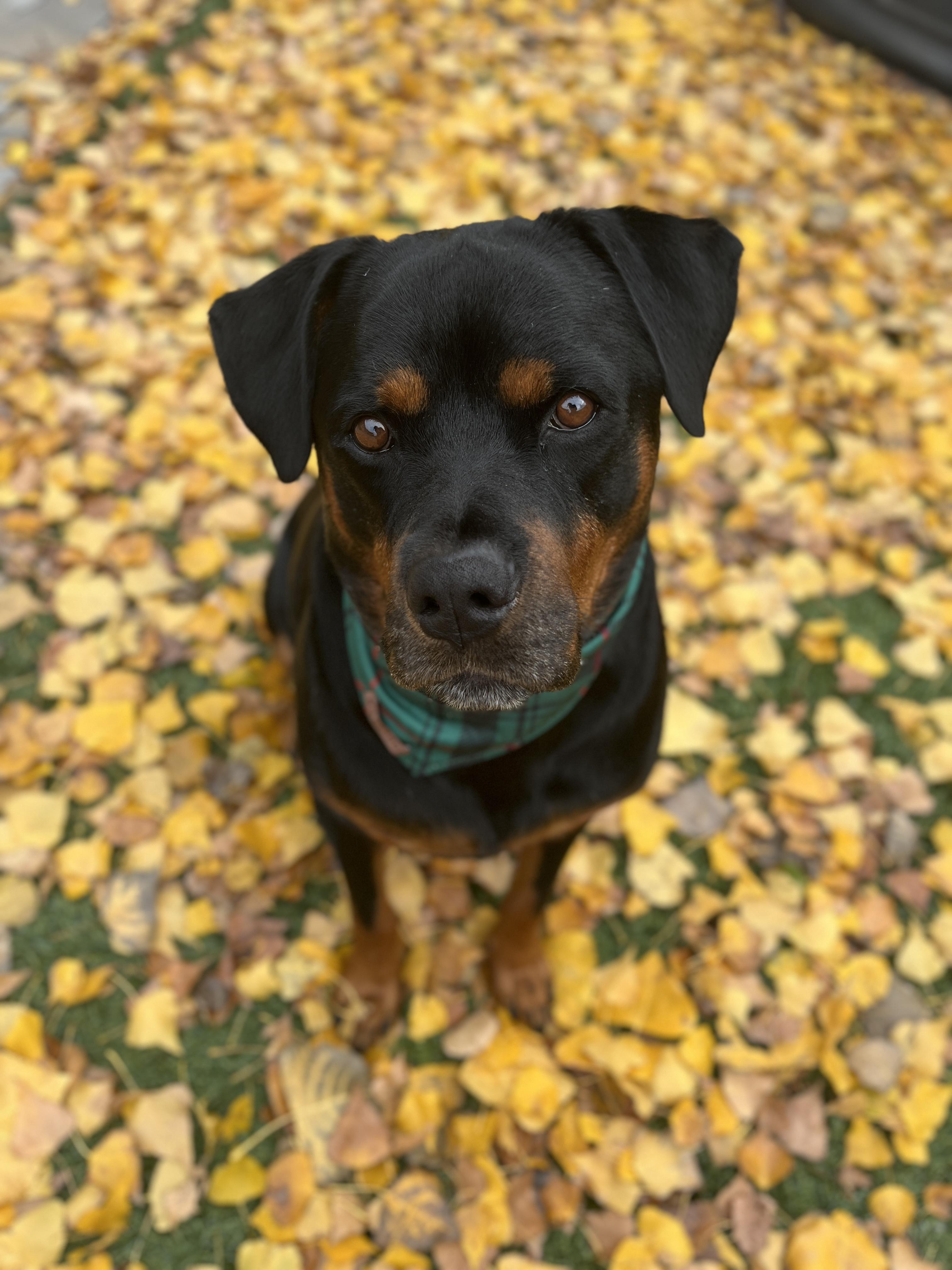 Marvin, a Adoptable Rottweiler in San Jose, CA image 2/2