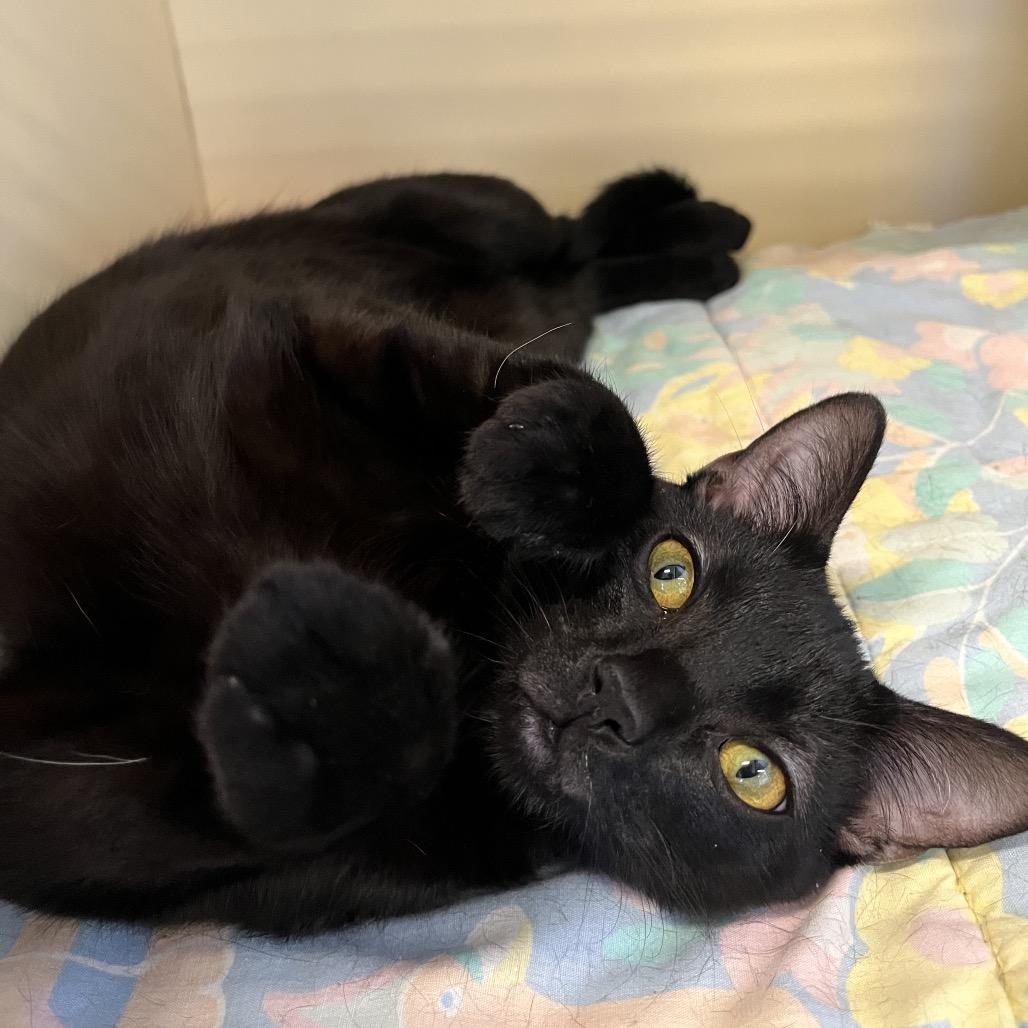 Enlarge Cadbury, a Adoptable Domestic Short Hair in Hinsdale, IL image 2/2