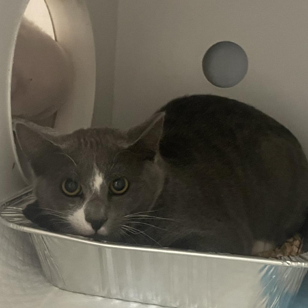 Loaf, Adoptable, Young Male Domestic Short Hair.