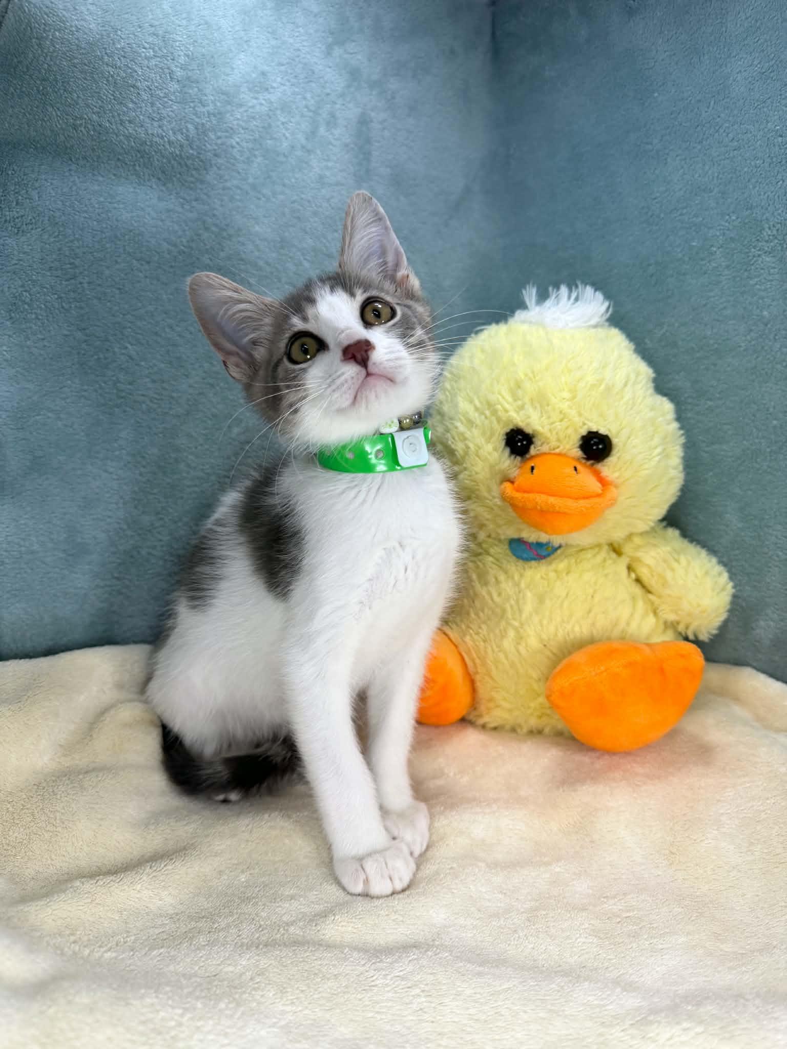 Lucas, a ADOPTABLE Domestic Short Hair in Tavares, FL image 2/2
