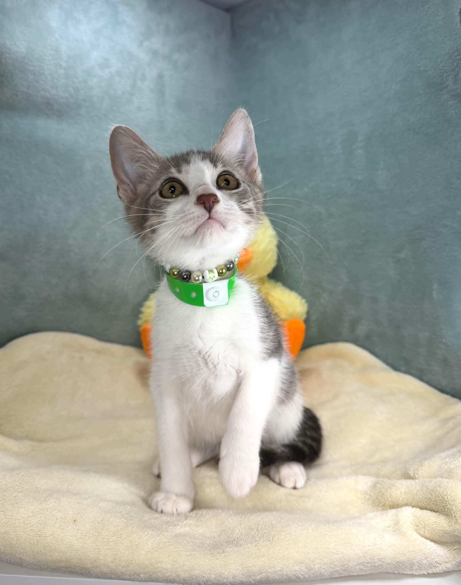 Lucas, ADOPTABLE, Kitten Male Domestic Short Hair.