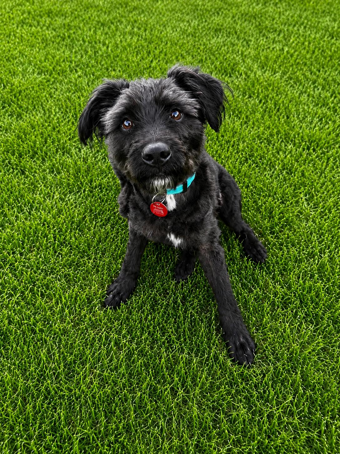 Sonny Church, Adopted, Young Male Schnauzer.