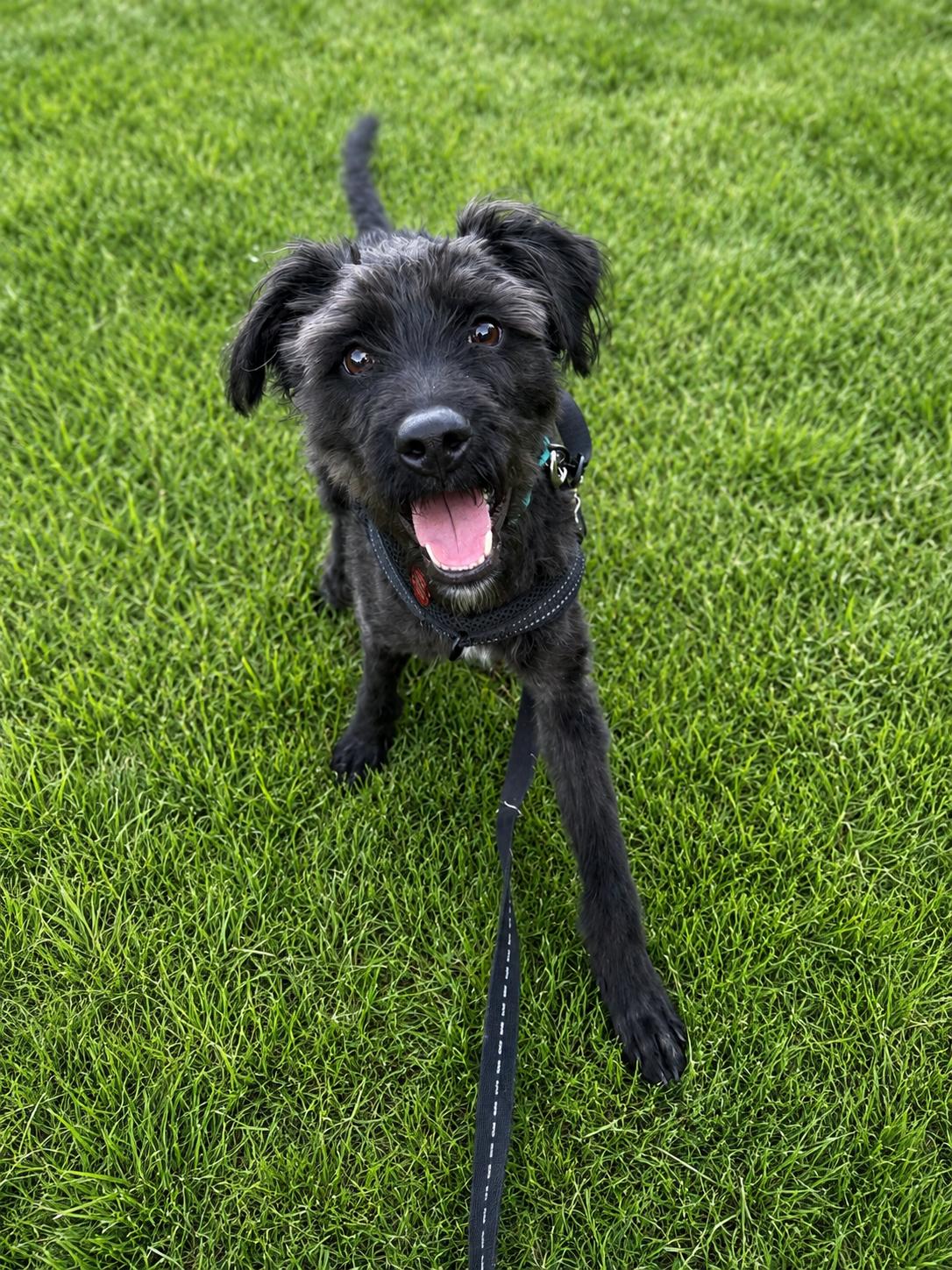 Sonny Church, a Adopted Schnauzer in Nashville, TN image 2/2