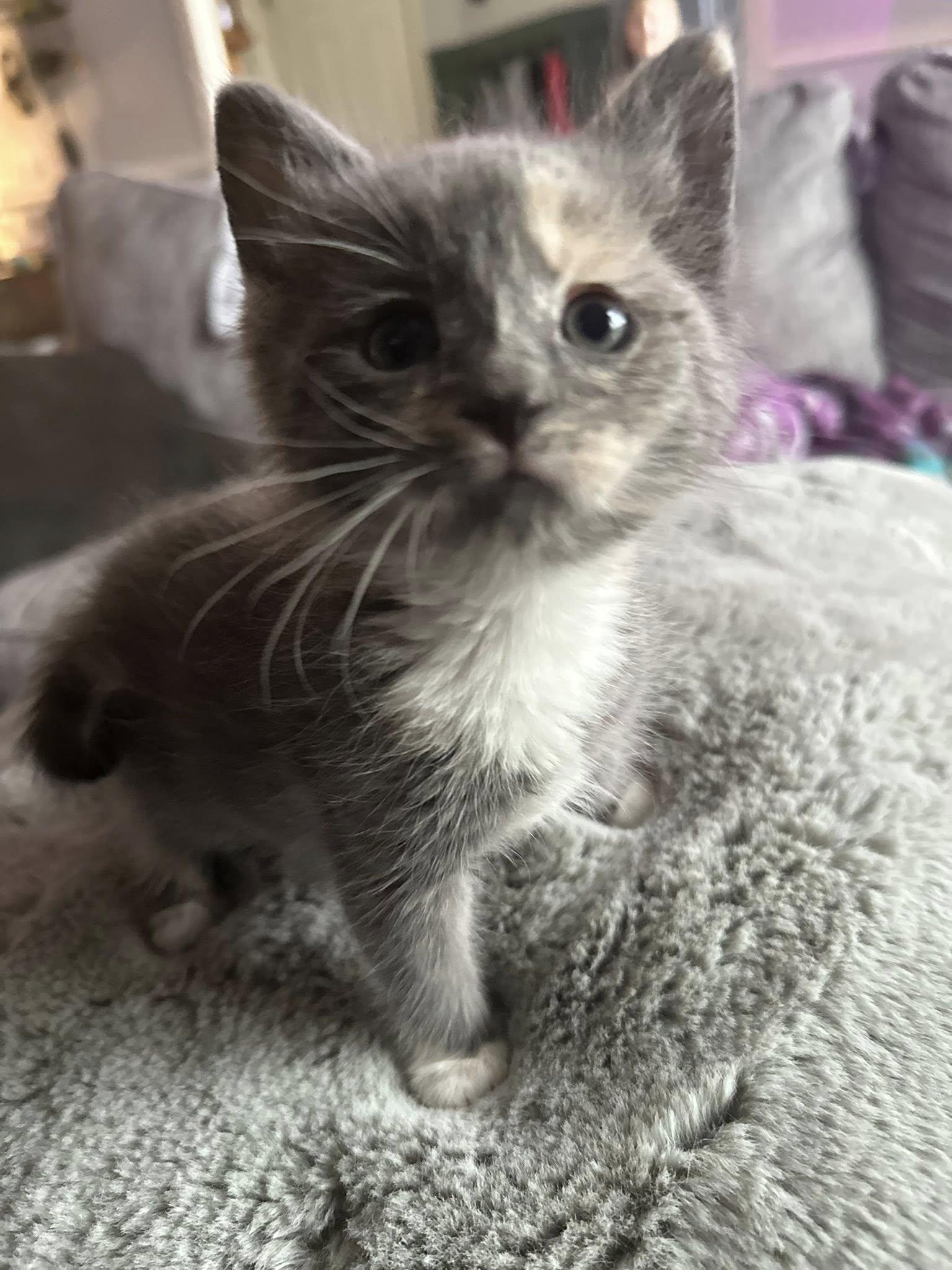 Enlarge Leek, an adopted Dilute Calico in Clarksville, TN image 2/2