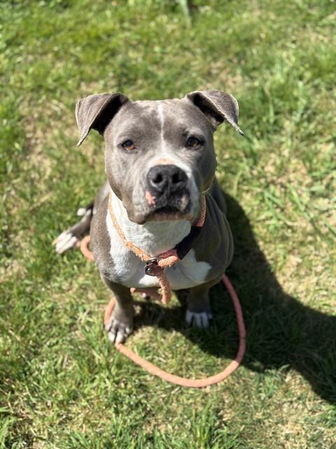 Enlarge JACKIE, a Adoptable mixed breed in Forney, TX image 1/1