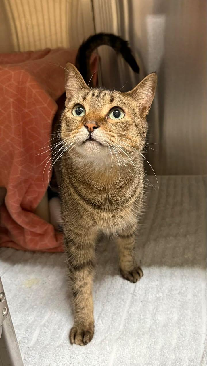 Enlarge Angel, a ADOPTABLE mixed breed in Keswick, ON image 1/1