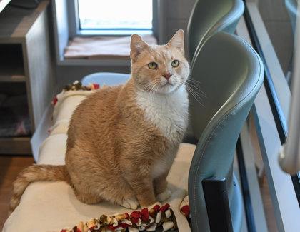 Gator, a Adoptable Domestic Short Hair in Ringoes, NJ image 2/3