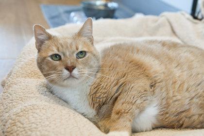 Enlarge Gator, a Adoptable Domestic Short Hair in Ringoes, NJ image 1/2