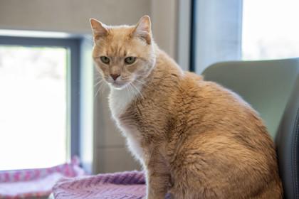 Enlarge Gator, a Adoptable Domestic Short Hair in Ringoes, NJ image 2/2