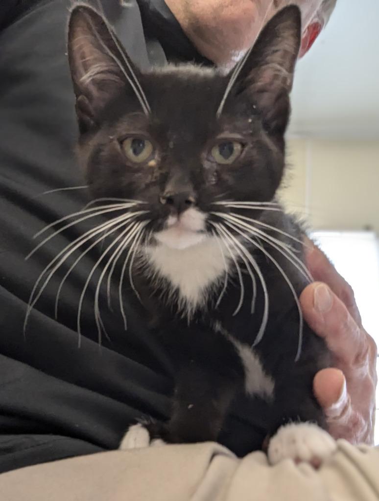 Enlarge Daphne 3, a Adopted mixed breed in Havre, MT image 1/1