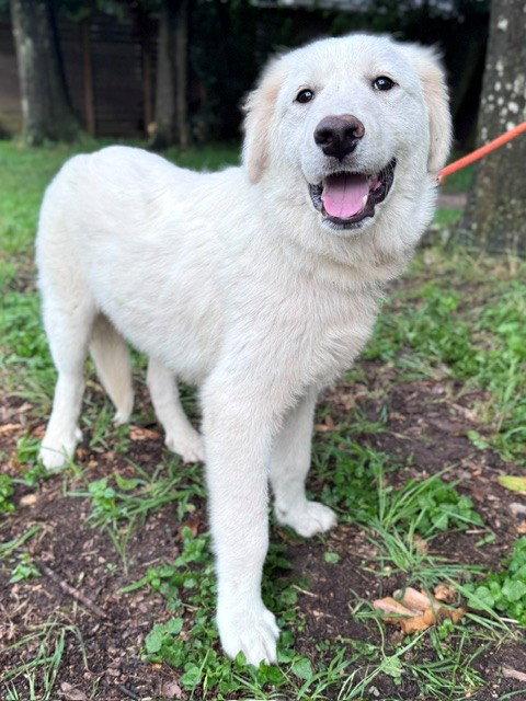 Enlarge Quigley, an adopted Great Pyrenees in Spring, TX image 3/6
