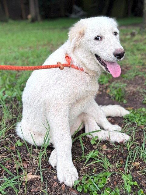 Enlarge Quigley, an adopted Great Pyrenees in Spring, TX image 6/6