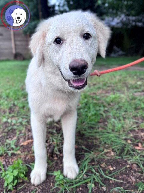 Quigley, adopted, Puppy Male Great Pyrenees.