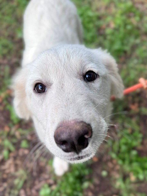 Enlarge Quigley, an adopted Great Pyrenees in Spring, TX image 4/6