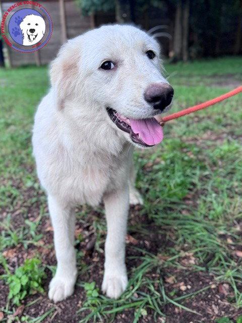 Enlarge Quigley, an adopted Great Pyrenees in Spring, TX image 2/6