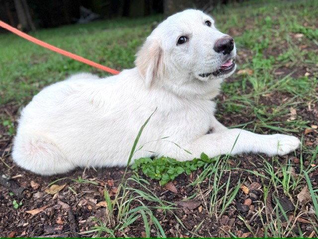 Enlarge Quigley, an adopted Great Pyrenees in Spring, TX image 5/6