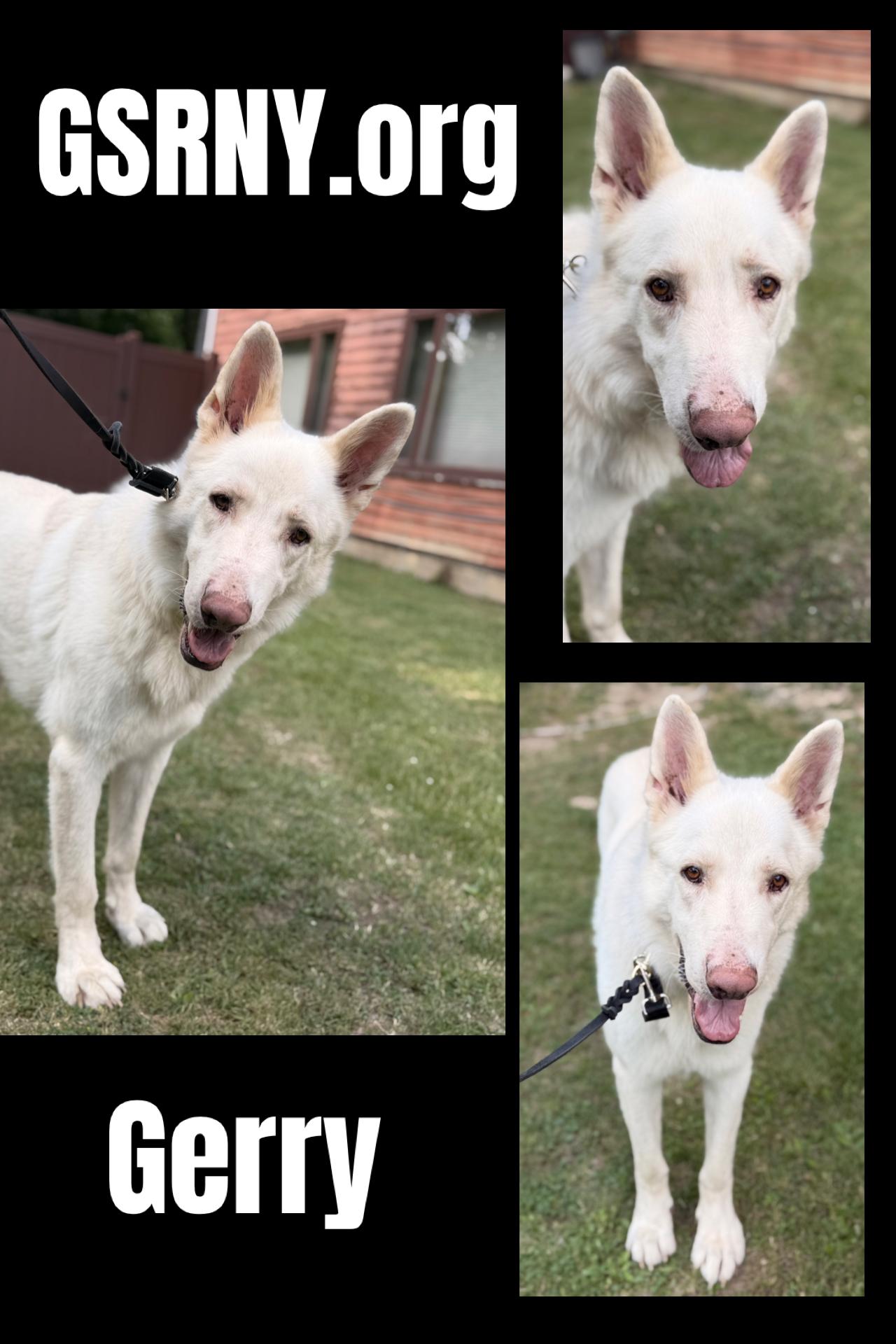 Gerry, ADOPTABLE, Adult Male German Shepherd Dog.