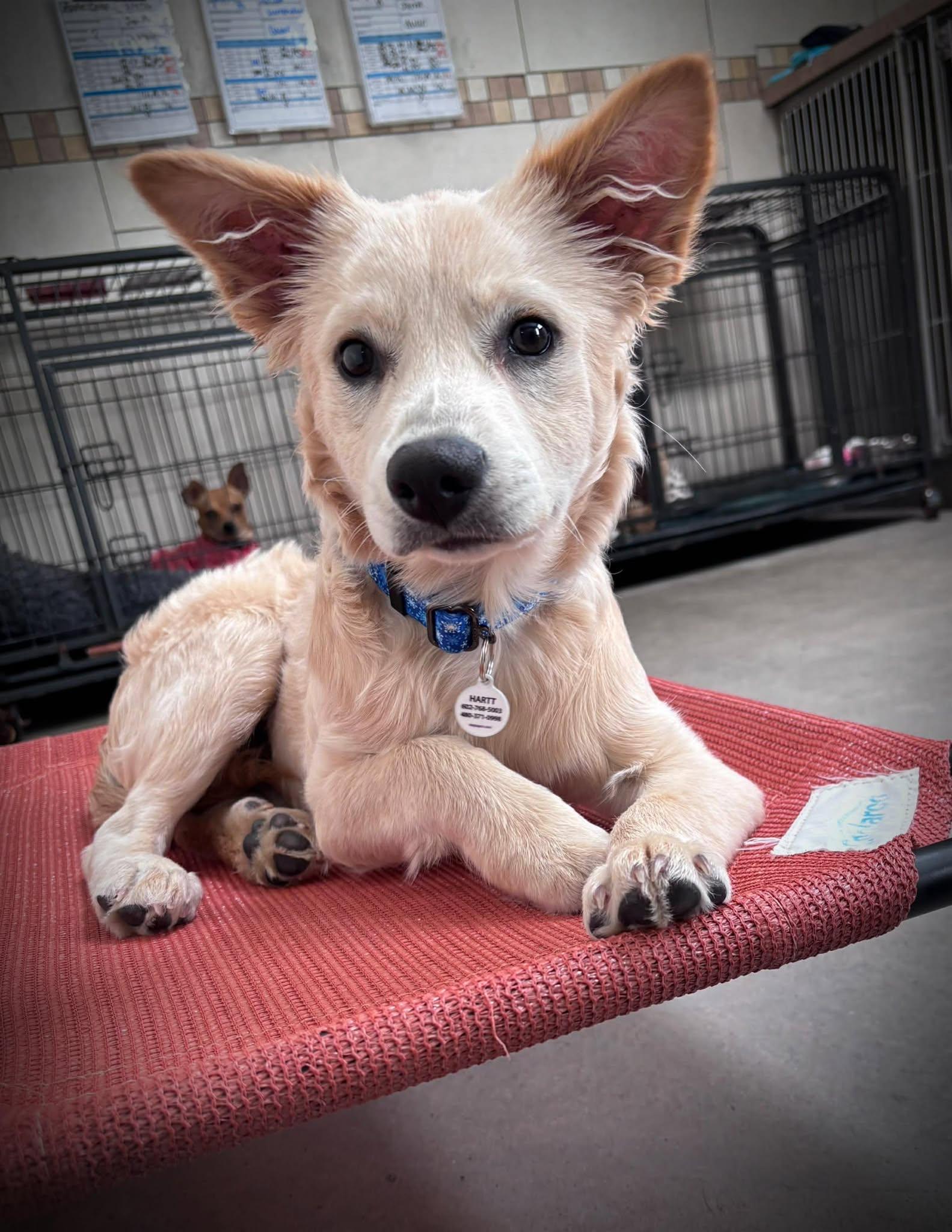 Enlarge Butterscotch, an adopted mixed breed in Phoenix, AZ image 2/6