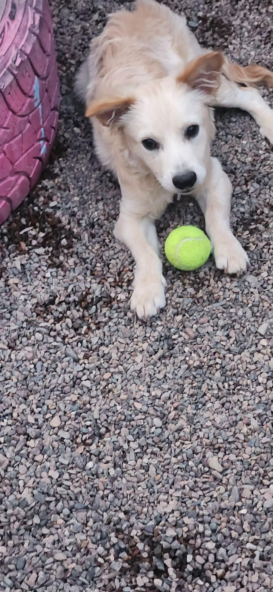 Enlarge Butterscotch, an adopted mixed breed in Phoenix, AZ image 4/6