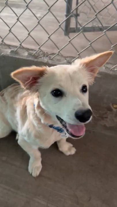 Enlarge Butterscotch, an adopted mixed breed in Phoenix, AZ video 6/6