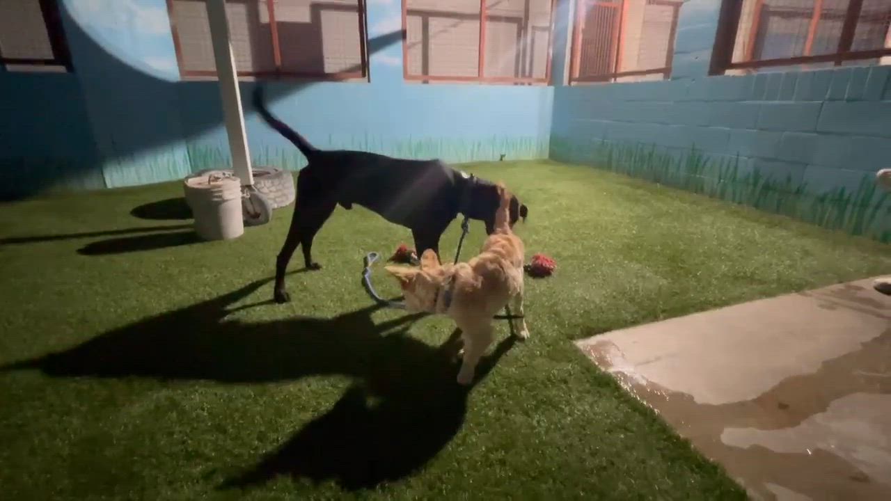 Enlarge Butterscotch, an adopted mixed breed in Phoenix, AZ video 3/6