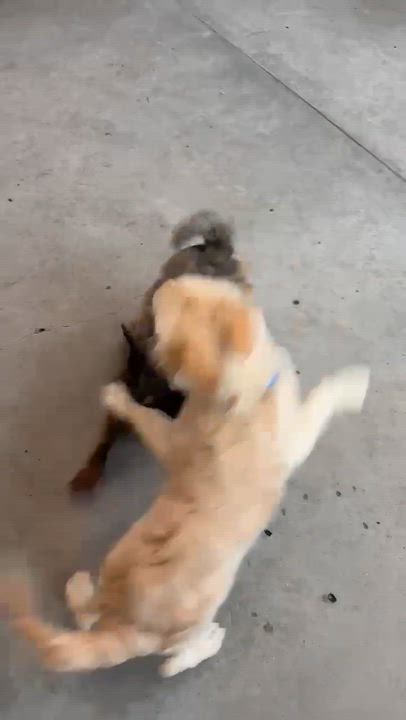 Enlarge Butterscotch, an adopted mixed breed in Phoenix, AZ video 5/6