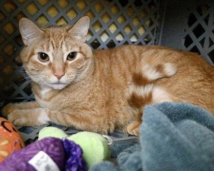 Scooby, Adoptable, Adult Male Domestic Short Hair.