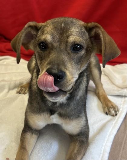 Enlarge Sydney, a Adoptable mixed breed in West Memphis, AR image 1/1