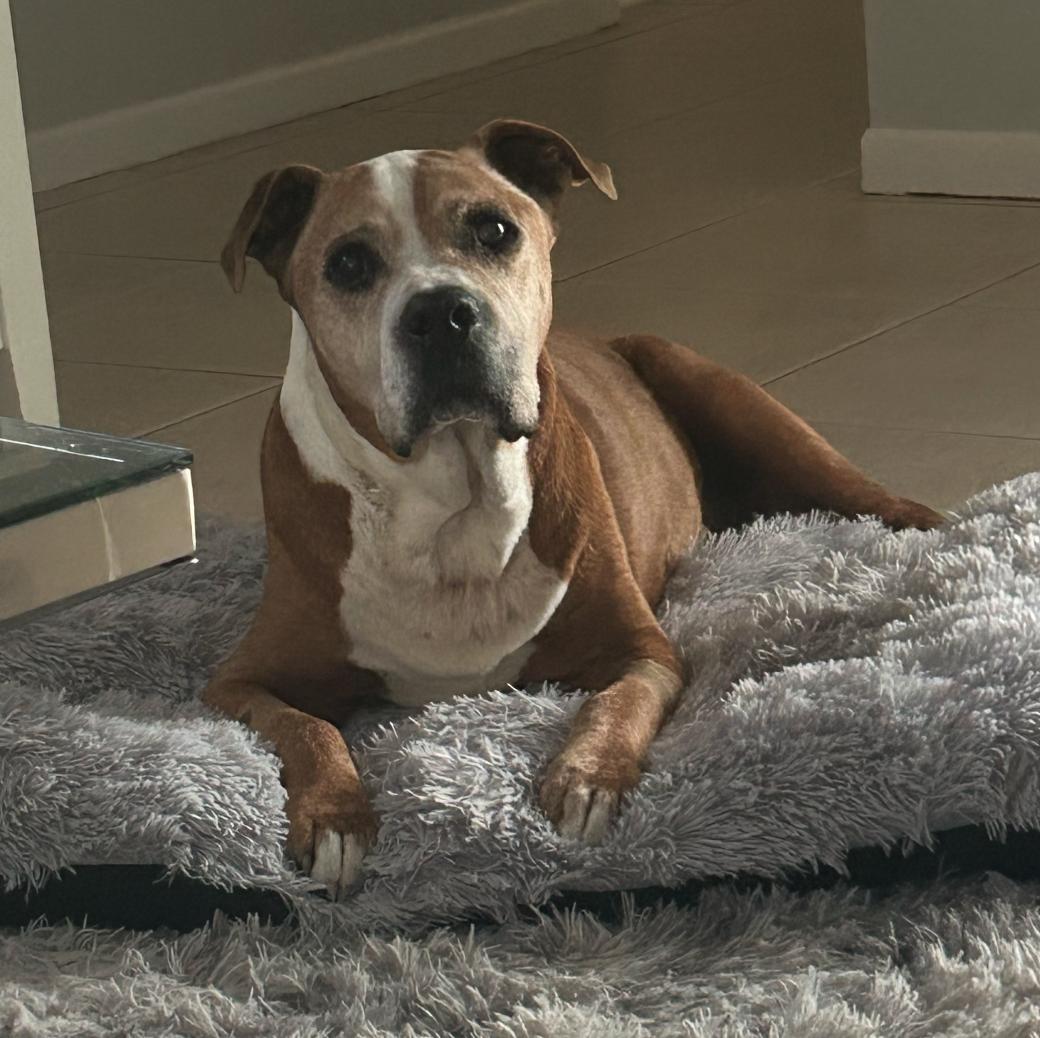 Enlarge Billy, a Adoptable Pit Bull Terrier in Osteen, FL image 1/3