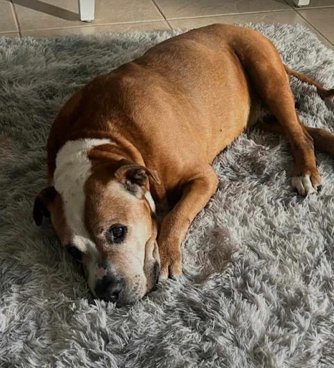 Enlarge Billy, a Adoptable Pit Bull Terrier in Osteen, FL image 2/3