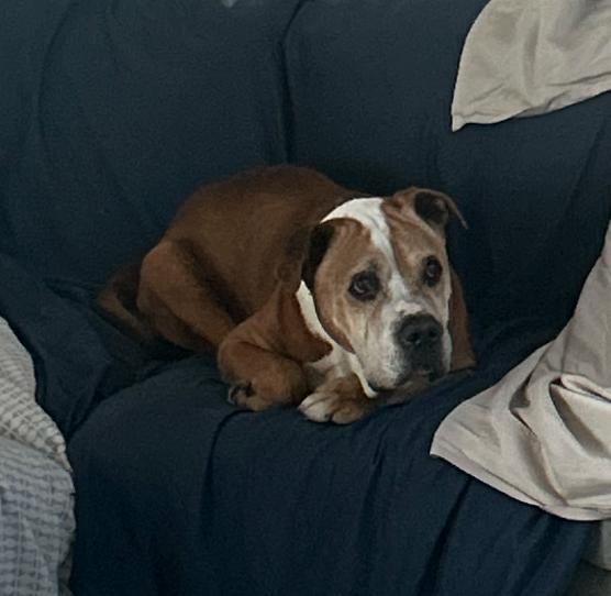 Billy, Adoptable, Senior Male Pit Bull Terrier.