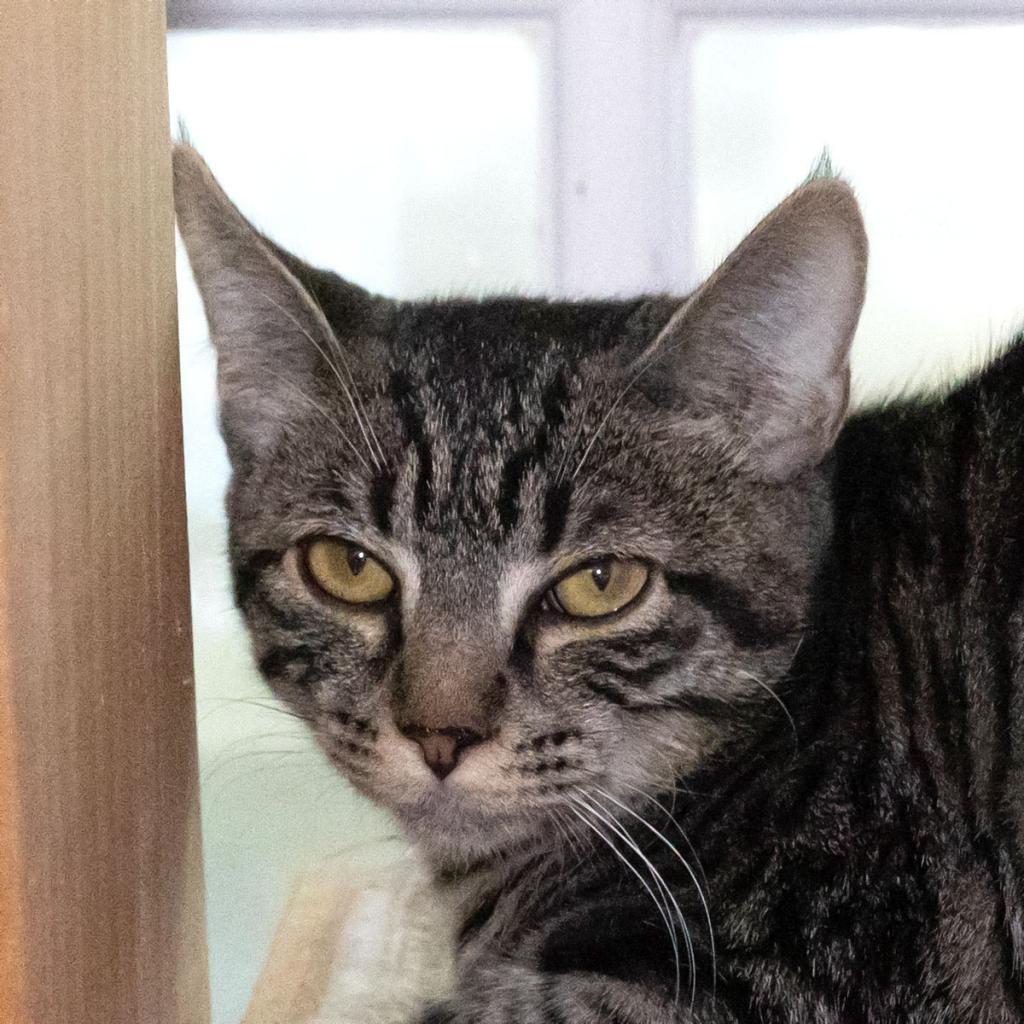 Peregrine, Adoptable, Adult Female Domestic Short Hair.