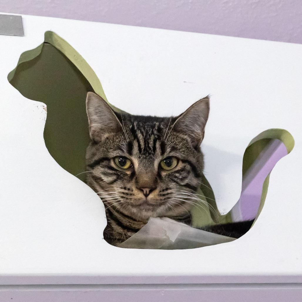 Enlarge Peregrine, a Adoptable Domestic Short Hair in McKean, PA image 2/4