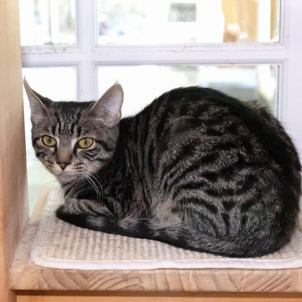 Enlarge Peregrine, a Adoptable Domestic Short Hair in McKean, PA image 3/4