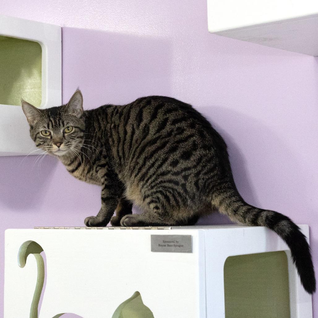 Enlarge Peregrine, a Adoptable Domestic Short Hair in McKean, PA image 4/4