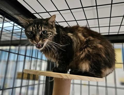 Enlarge Puff, a Adoptable Domestic Long Hair in Claremont, NH image 1/1