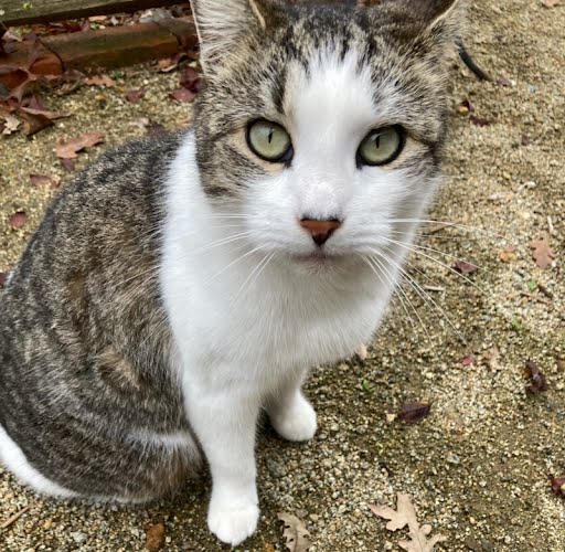 Cat for adoption Corbin, a Domestic Short Hair in Vacaville, CA