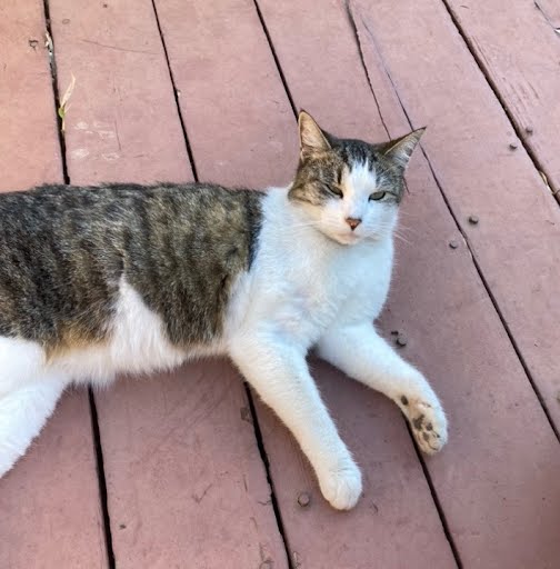Cat for adoption Corbin, a Domestic Short Hair in Vacaville, CA