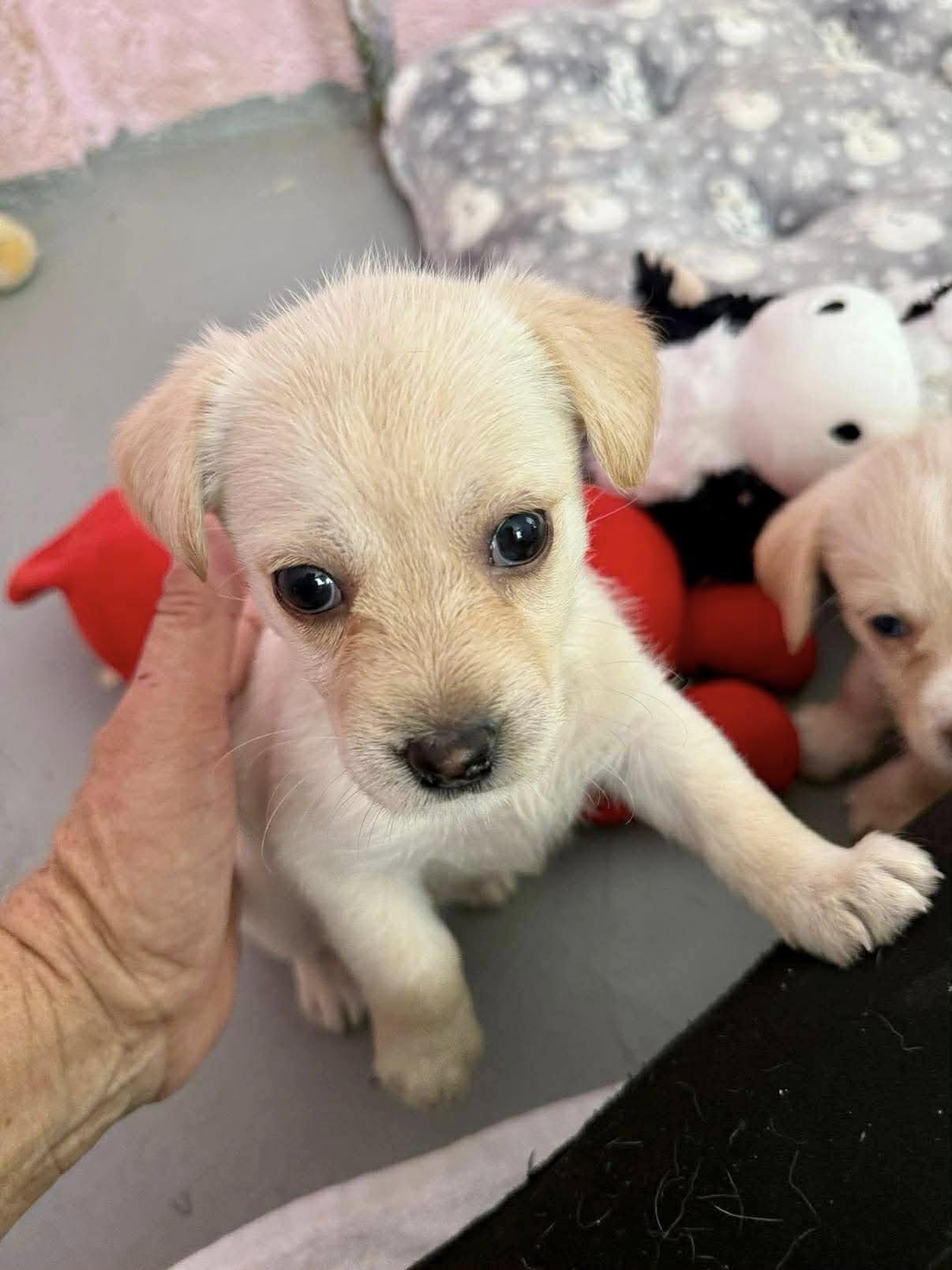 Lo Bug!, Adoptable, Puppy Female Maltese & Chihuahua.