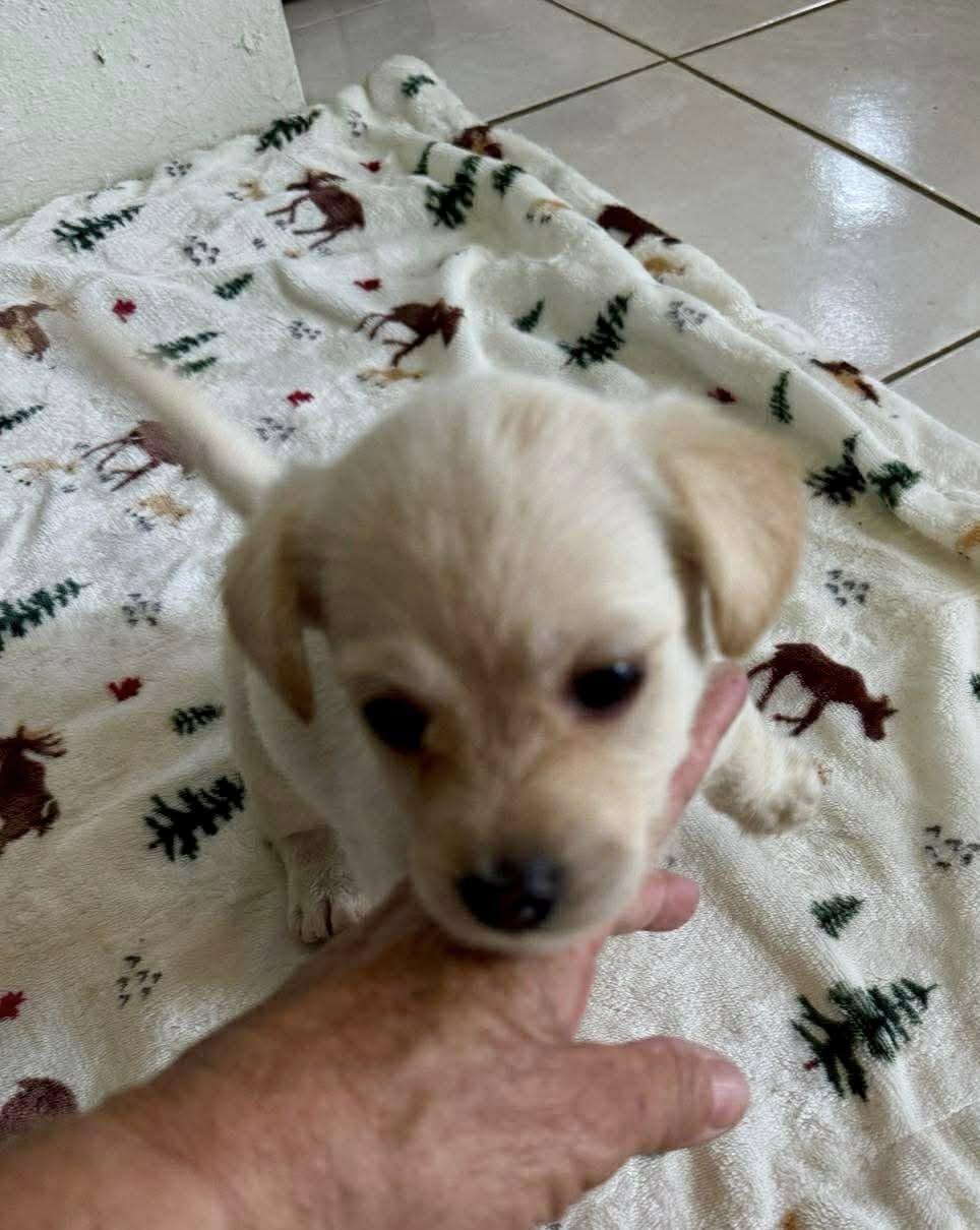 Enlarge Lo Bug!, a Adoptable mixed breed in Nanuet, NY image 2/6