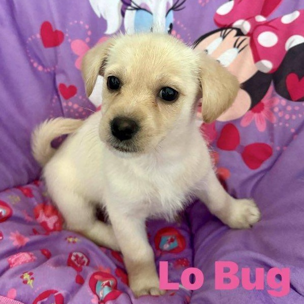 Enlarge Lo Bug!, a Adoptable mixed breed in Nanuet, NY image 3/6