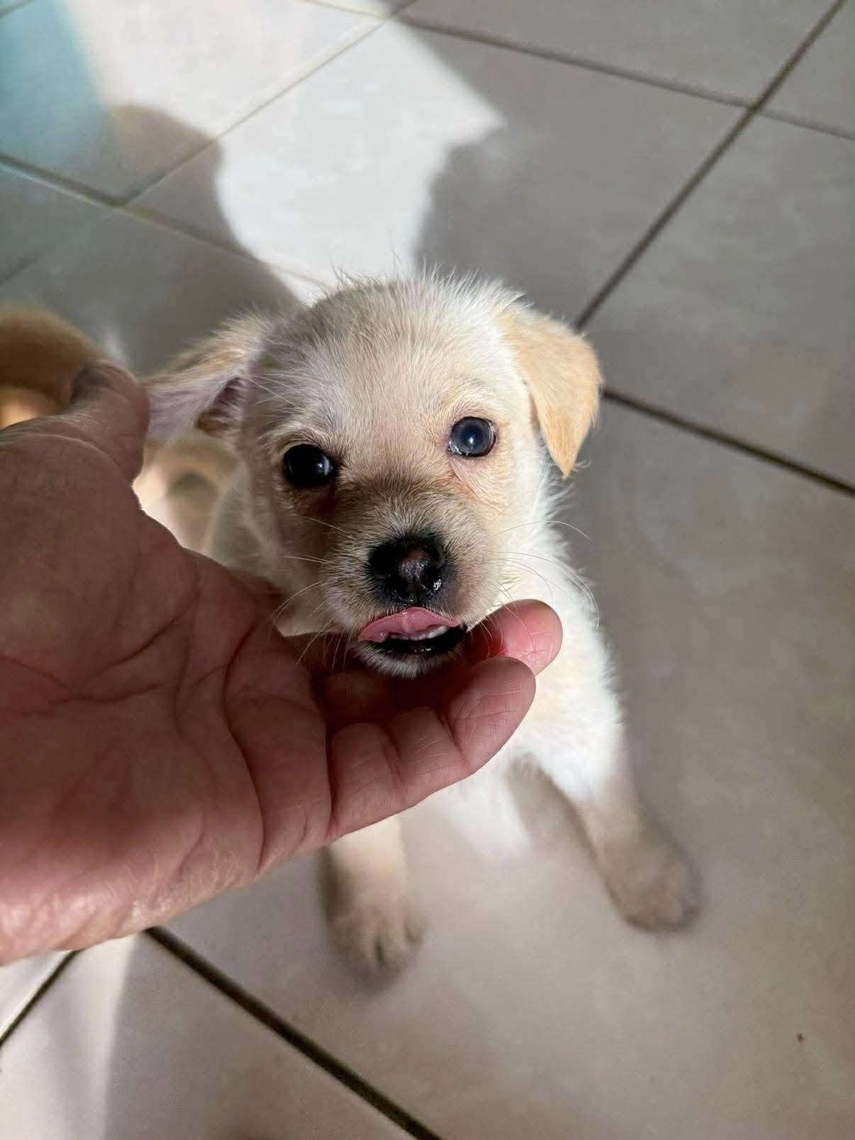 Enlarge Lo Bug!, a Adoptable mixed breed in Nanuet, NY image 4/6