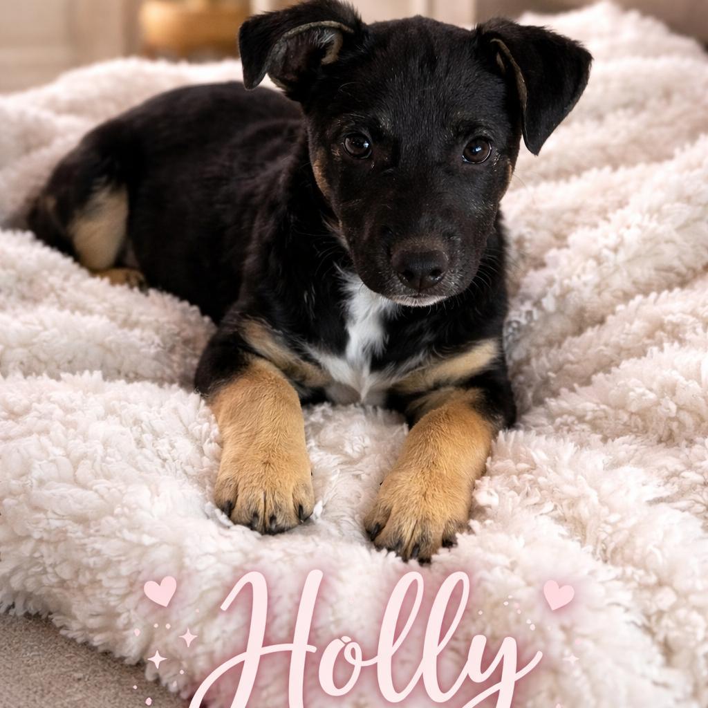 Holly, Adoptable, Puppy Female Mixed Breed.